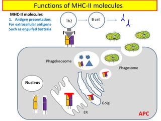 1. Antigen presentation:
For extracellular antigens
Such as engulfed bacteria
MHC-II molecules
cvcv
cv
ER
Golgi
Phagosome
Phagolysosome
Nucleus
Th2 B cell
Functions of MHC-II molecules
APC
 