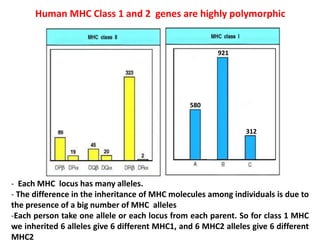 - Each MHC locus has many alleles.
- The difference in the inheritance of MHC molecules among individuals is due to
the presence of a big number of MHC alleles
-Each person take one allele or each locus from each parent. So for class 1 MHC
we inherited 6 alleles give 6 different MHC1, and 6 MHC2 alleles give 6 different
MHC2
Human MHC Class 1 and 2 genes are highly polymorphic
580
921
312
 