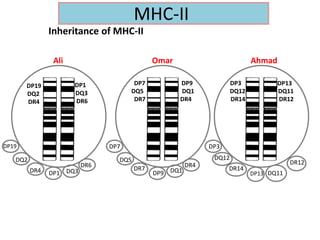 Inheritance of MHC-II
DQ2
DR4
Ali Omar Ahmad
DP19
DQ3
DR6
DP1
DQ5
DR7
DP7
DQ1
DR4
DP9
DQ12
DR14
DP3
DQ11
DR12
DP13
DP19
DQ2
DR4 DP1 DQ3
DR6
DP7
DQ5
DR7
DP9 DQ1
DR4
DP3
DQ12
DR14
DP13 DQ11
DR12
MHC-II
 