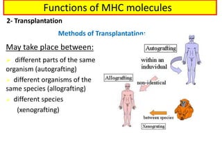 May take place between:
 different parts of the same
organism (autografting)
 different organisms of the
same species (allografting)
 different species
(xenografting)
Methods of Transplantation:
2- Transplantation
Functions of MHC molecules
 