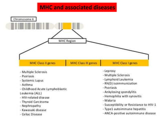 MHC and associated diseases
 