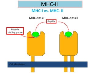 Cell Membrane
Peptide
MHC class I MHC class II
MHC-I vs. MHC- II
Peptide
binding groove
MHC-II
 