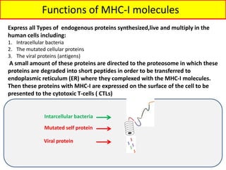 Express all Types of endogenous proteins synthesized,live and multiply in the
human cells including:
1. Intracellular bacteria
2. The mutated cellular proteins
3. The viral proteins (antigens)
A small amount of these proteins are directed to the proteosome in which these
proteins are degraded into short peptides in order to be transferred to
endoplasmic reticulum (ER) where they complexed with the MHC-I molecules.
Then these proteins with MHC-I are expressed on the surface of the cell to be
presented to the cytotoxic T-cells ( CTLs)
Intarcellular bacteria
Mutated self protein
Viral protein
Functions of MHC-I molecules
 