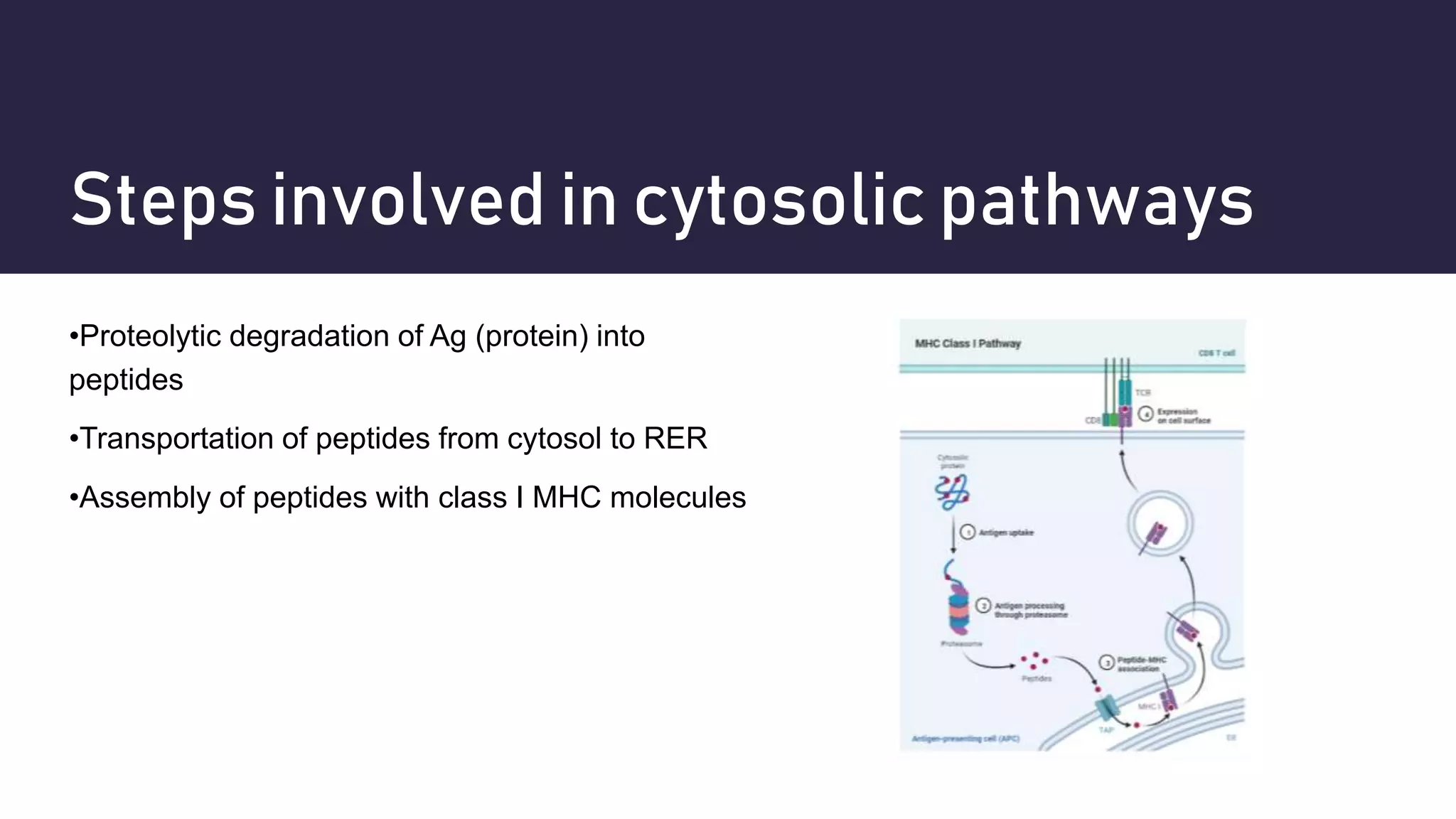 Antigen Presentation Pathways.pptx
