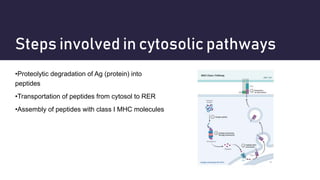 Steps involved in cytosolic pathways
•Proteolytic degradation of Ag (protein) into
peptides
•Transportation of peptides from cytosol to RER
•Assembly of peptides with class I MHC molecules
 