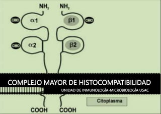 COMPLEJO MAYOR DE HISTOCOMPATIBILIDAD
UNIDAD DE INMUNOLOGÍA-MICROBIOLOGÍA USAC
 