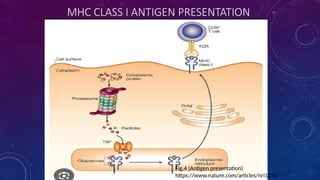 Major Histocompatibility Complex and Its Role in Immune System Function ...