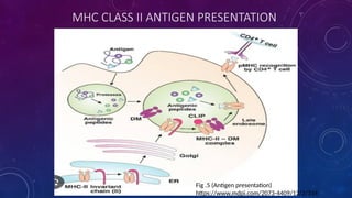 Major Histocompatibility Complex and Its Role in Immune System Function ...