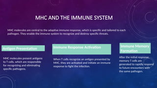 Major Histocompatibility Complex and Its Role in Immune System Function ...