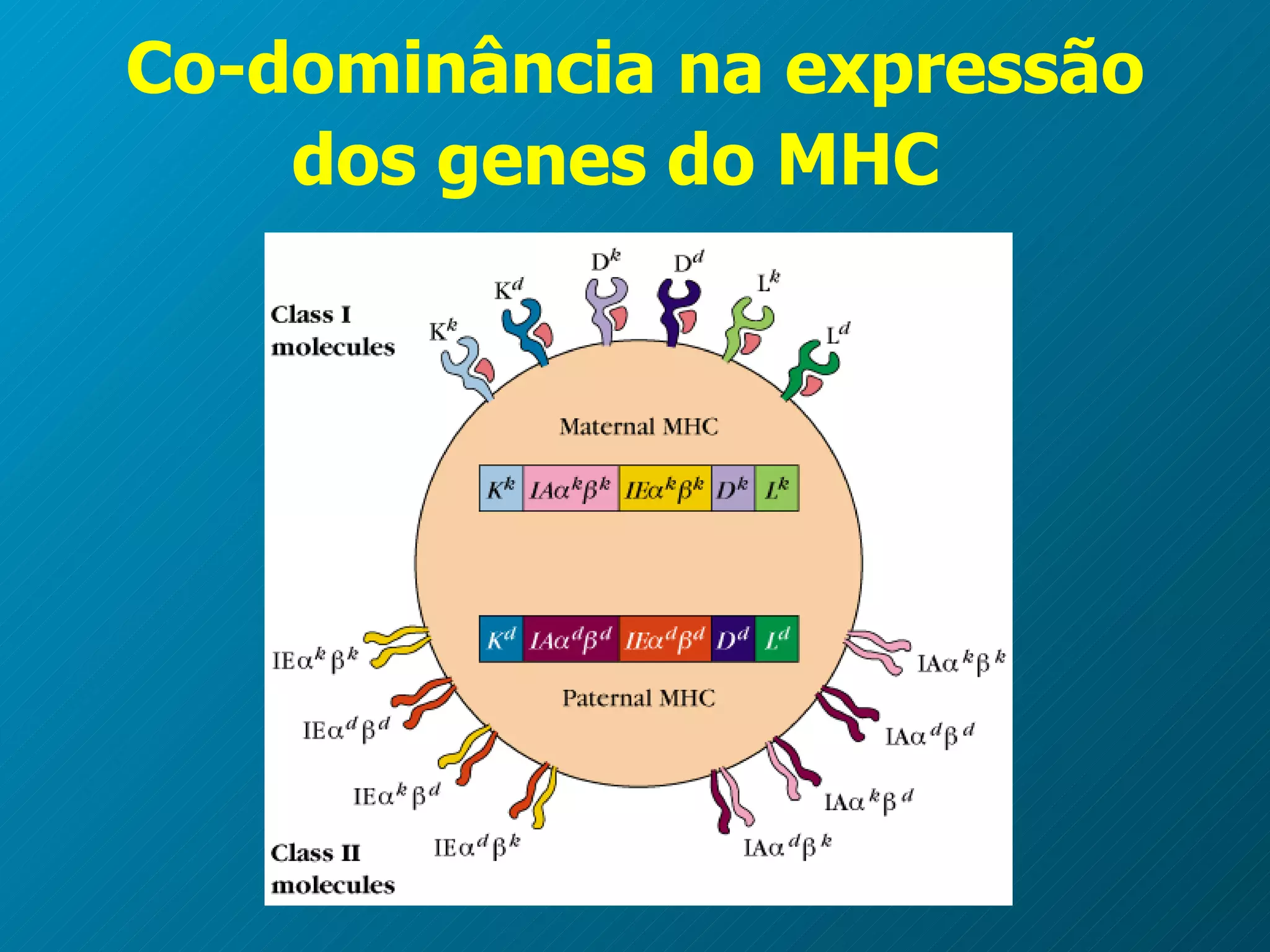 Co-dominância na expressão dos genes do MHC   