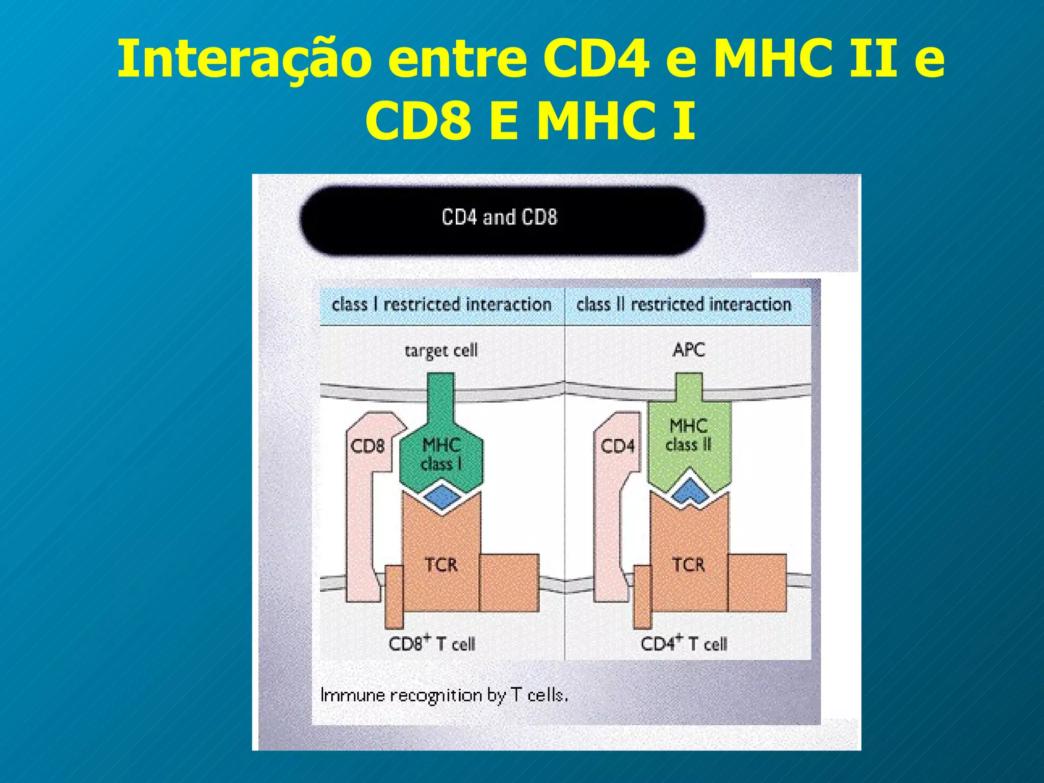 Interação entre CD4 e MHC II e CD8 E MHC I 