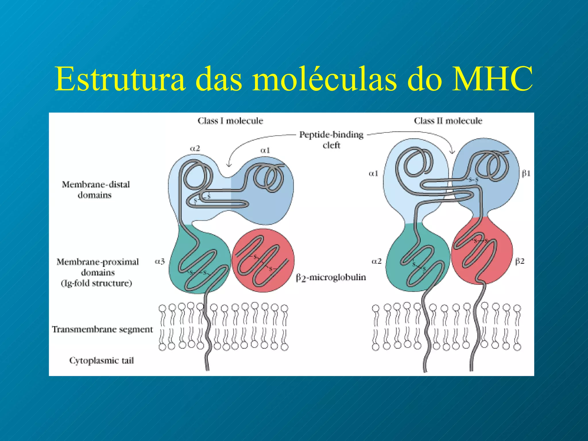 Estrutura das moléculas do MHC   
