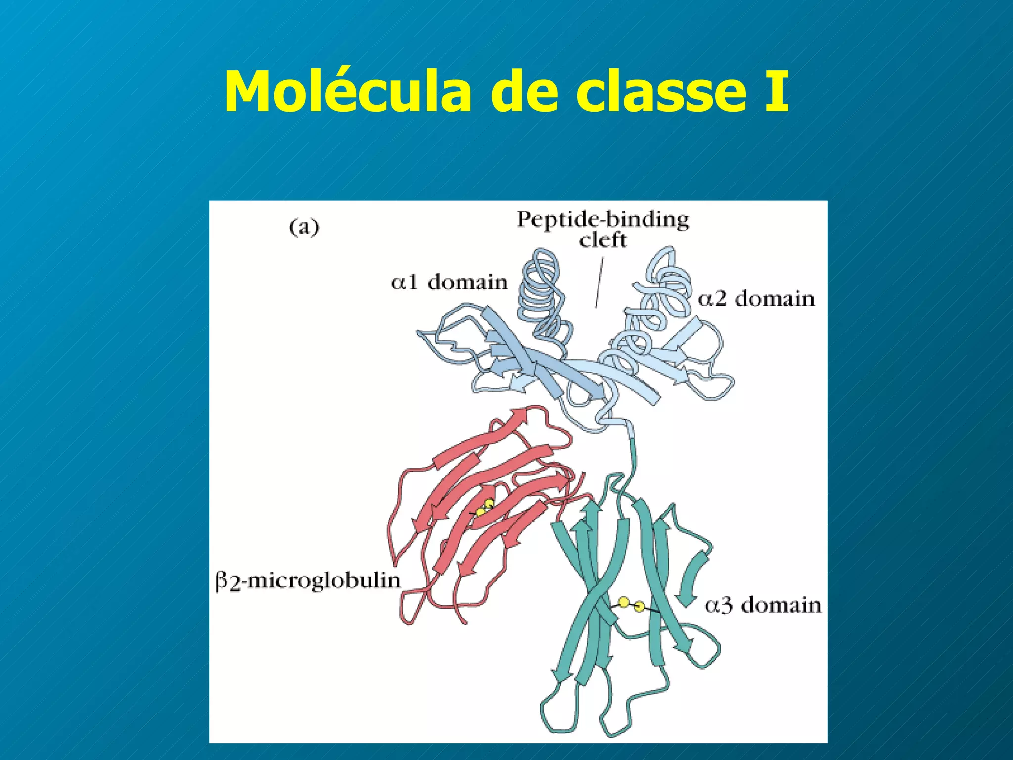 Molécula de classe I 