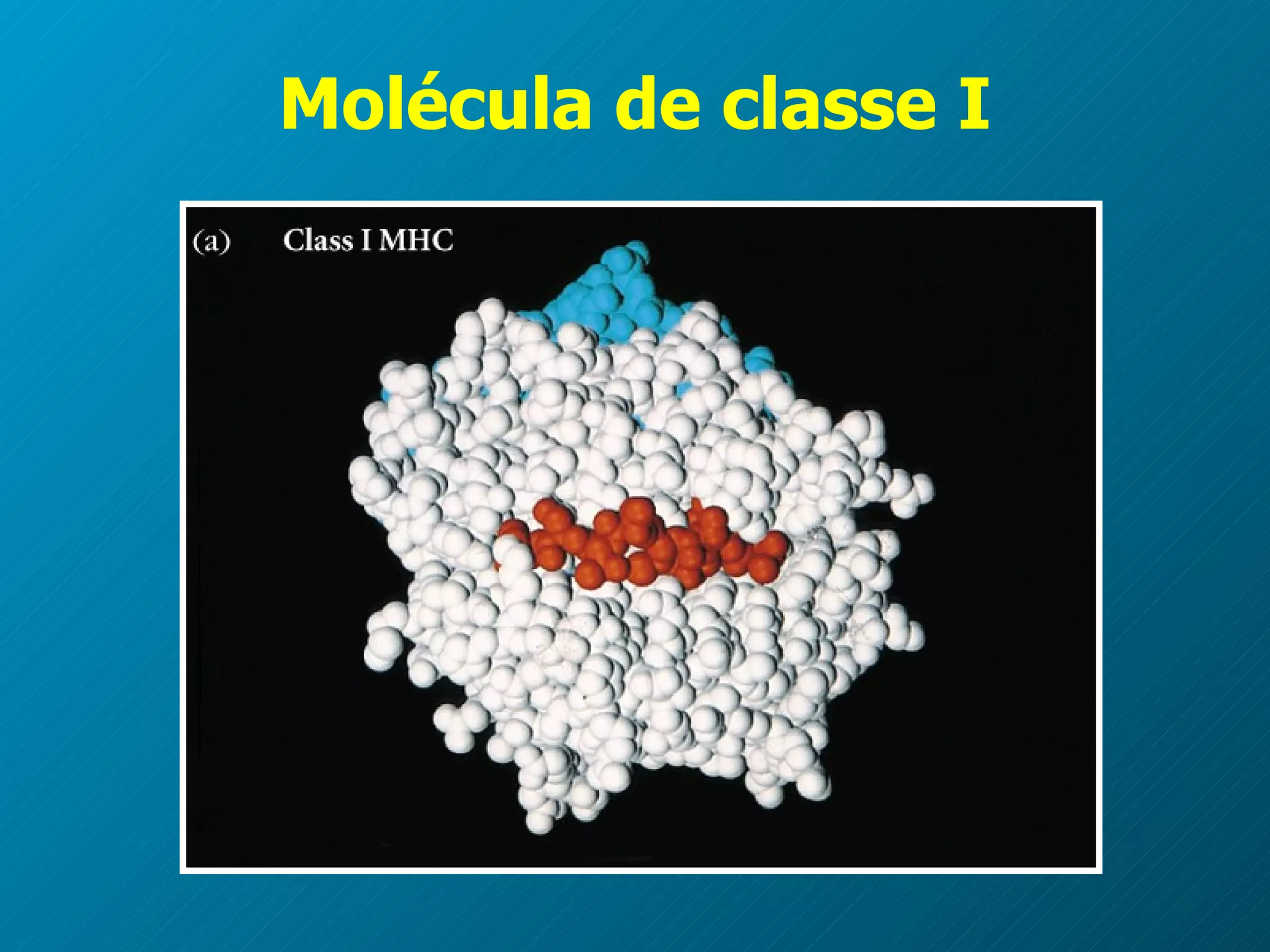 Molécula de classe I 