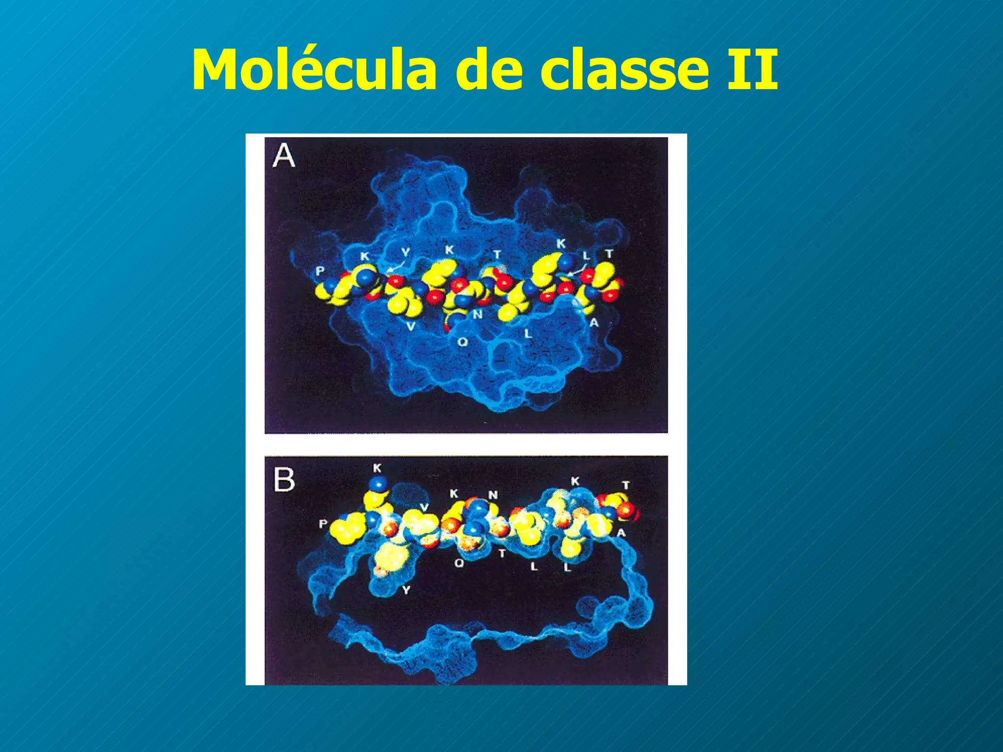 Molécula de classe II 
