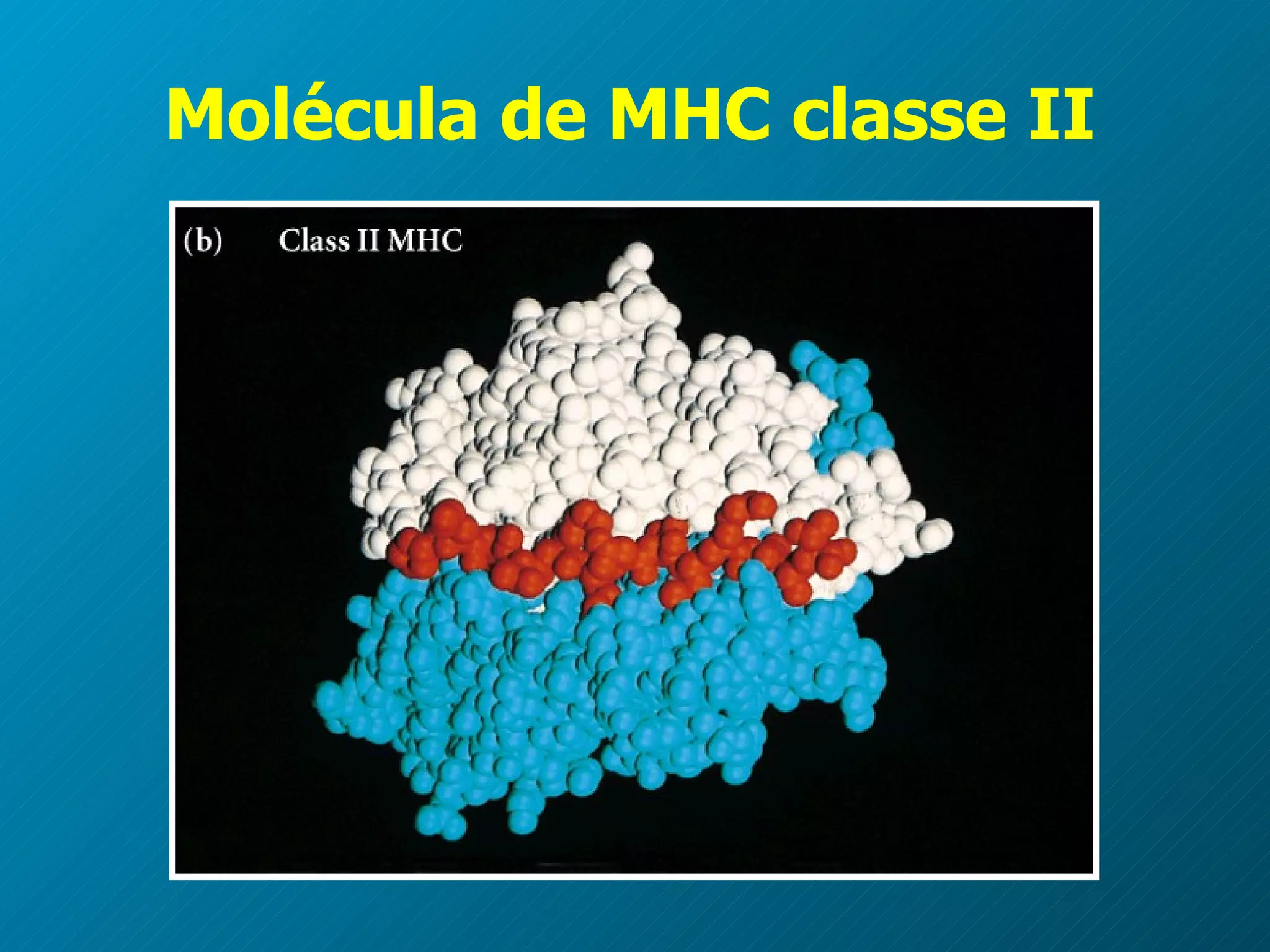 Molécula de MHC classe II 