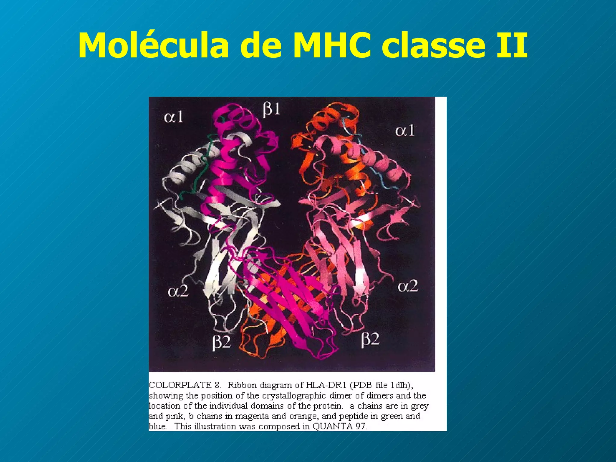 Molécula de MHC classe II 