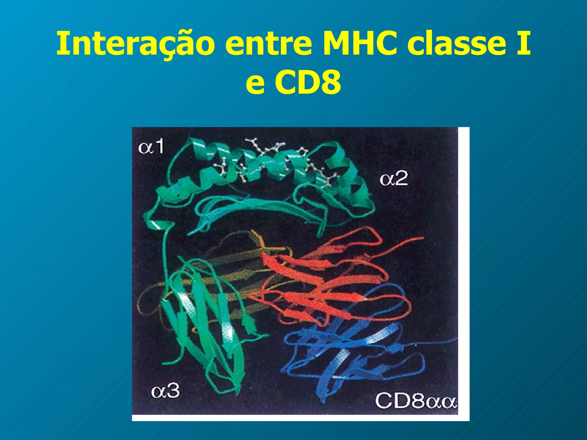 Interação entre MHC classe I e CD8 