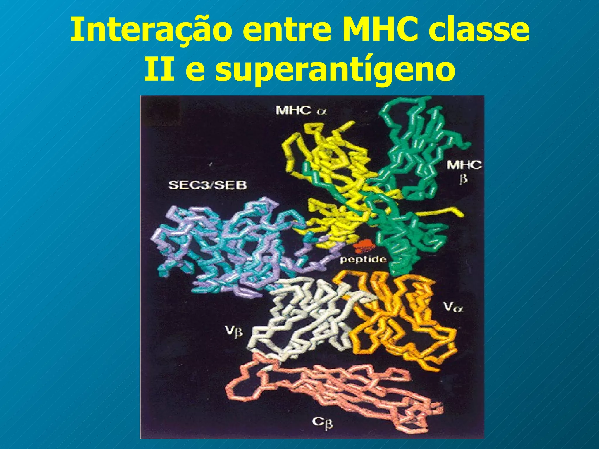 Interação entre MHC classe II e superantígeno 