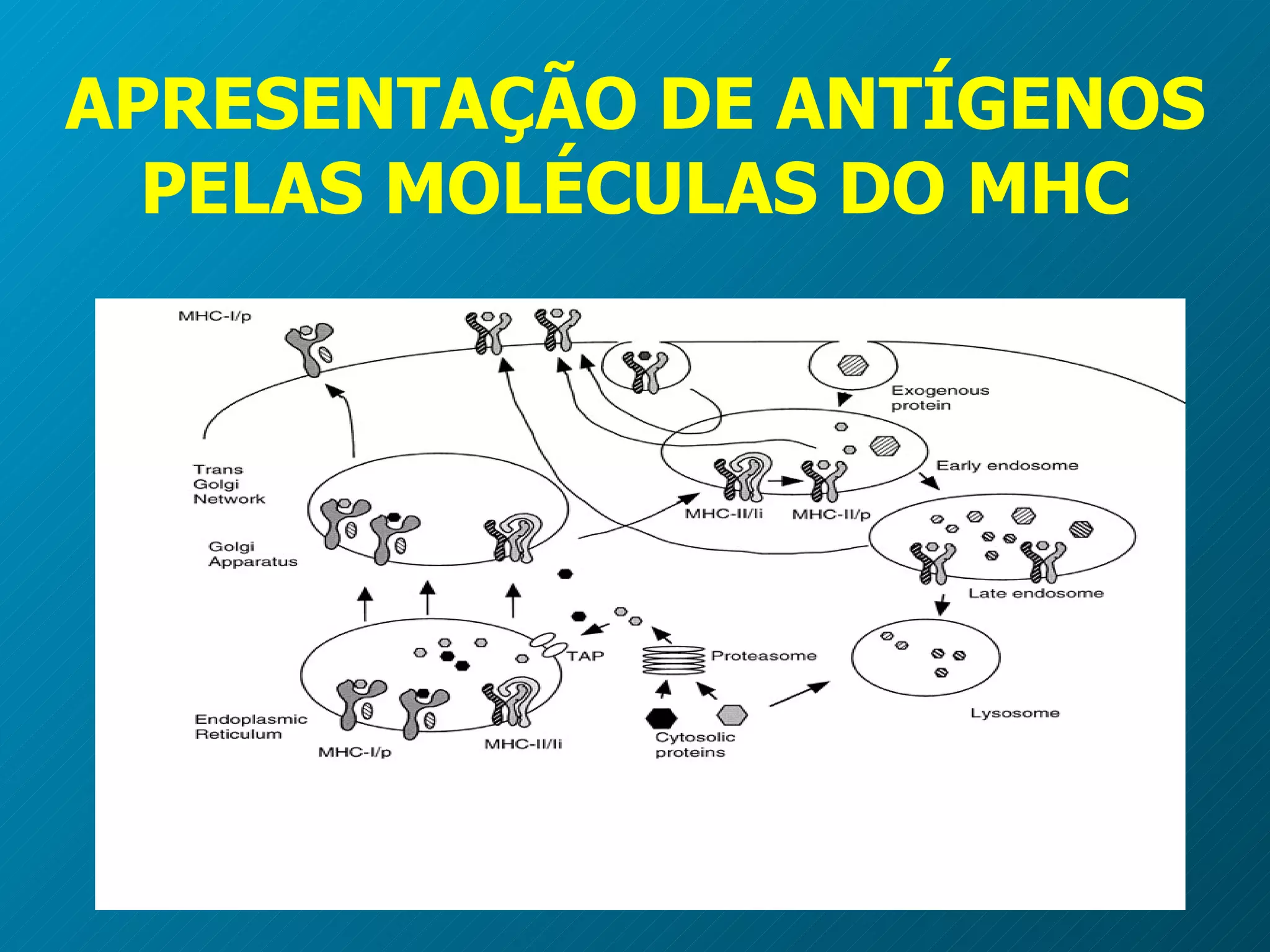 APRESENTAÇÃO DE ANTÍGENOS PELAS MOLÉCULAS DO MHC 