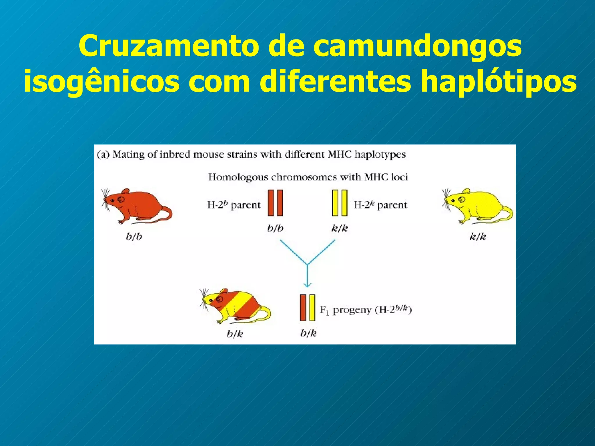 Cruzamento de camundongos isogênicos com diferentes haplótipos 
