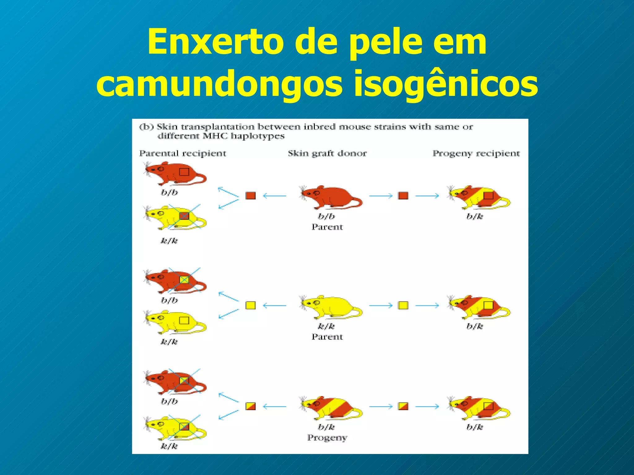 Enxerto de pele em camundongos isogênicos 