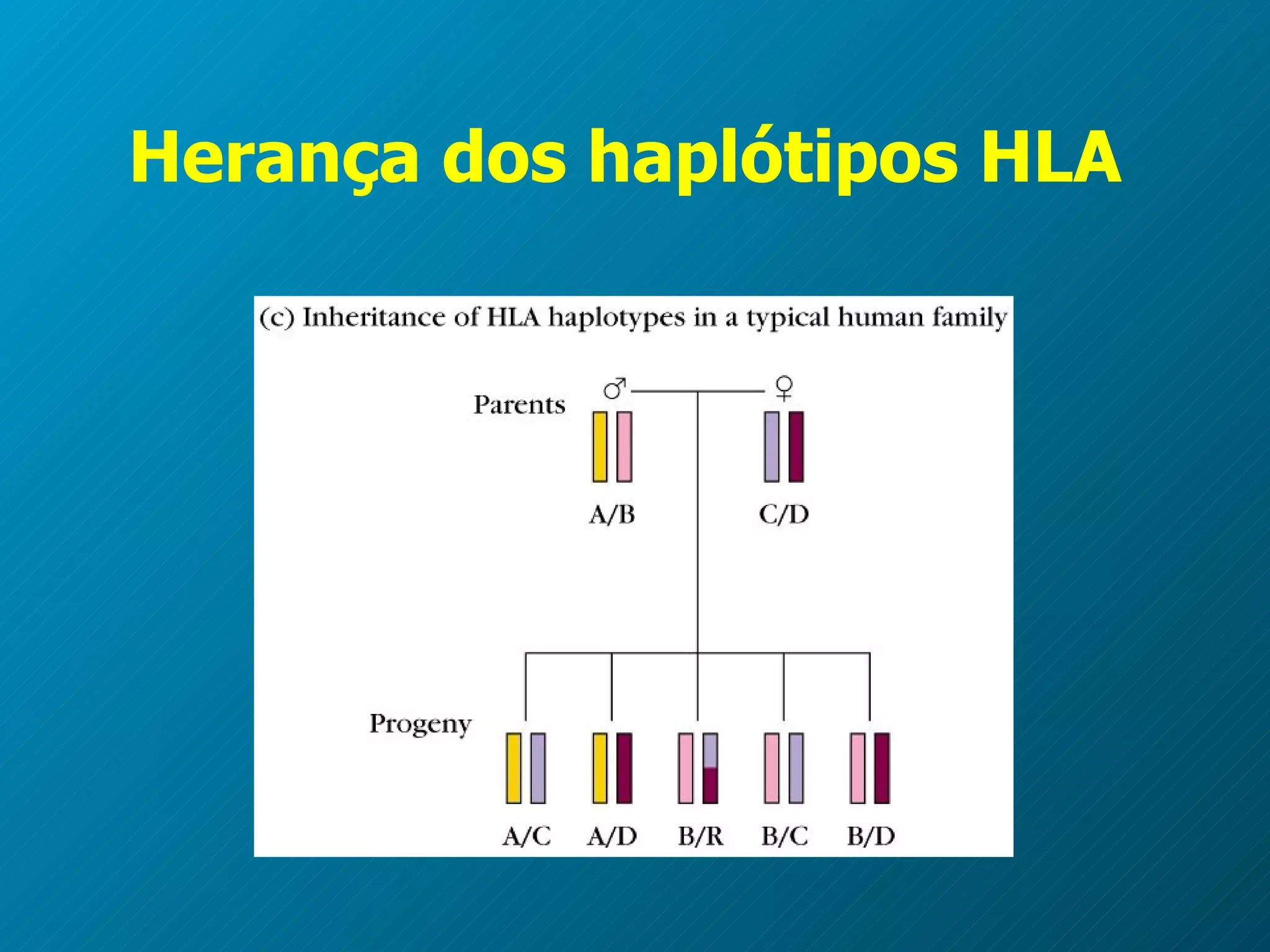 Herança dos haplótipos HLA  