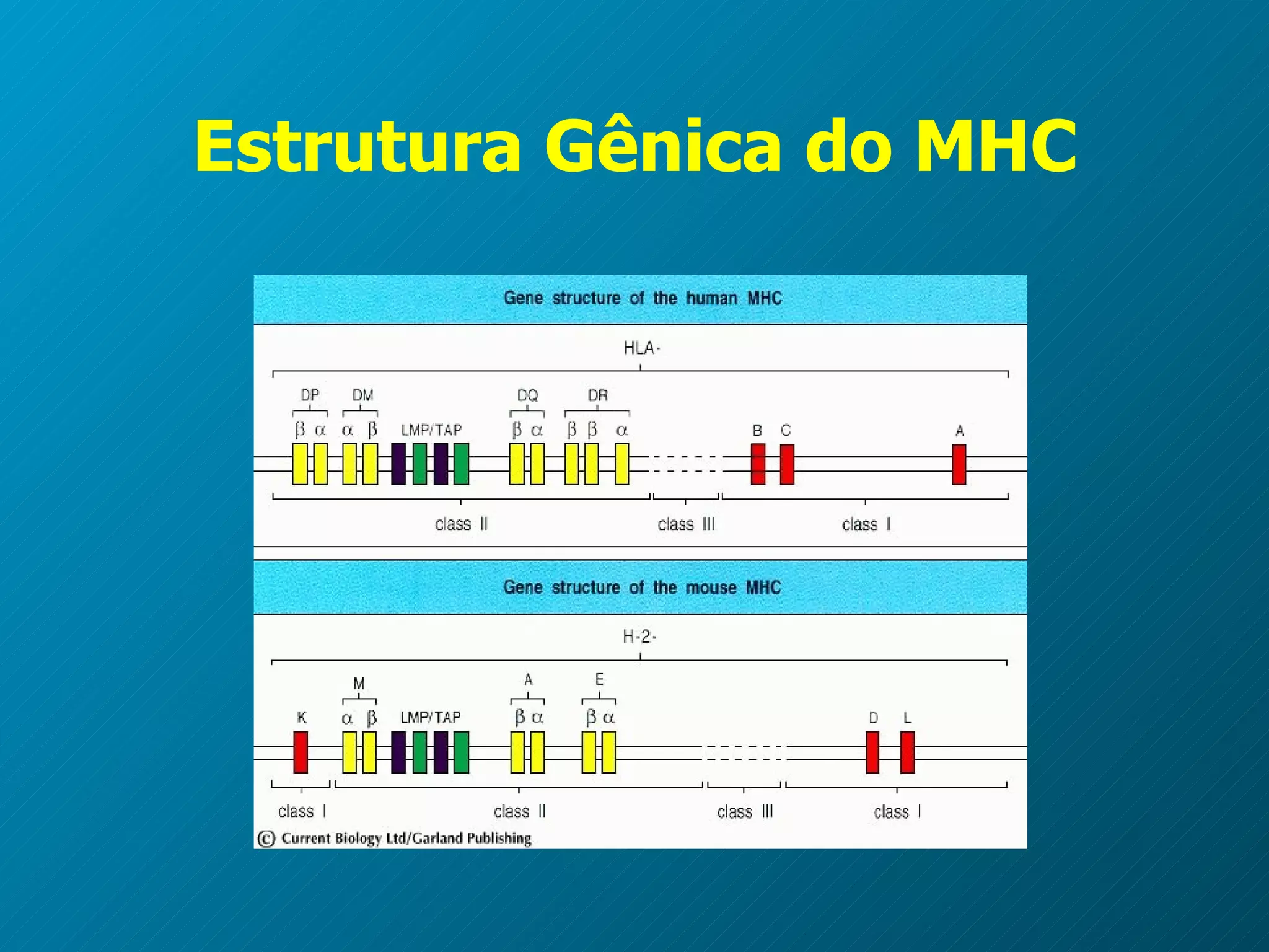 Estrutura Gênica do MHC 