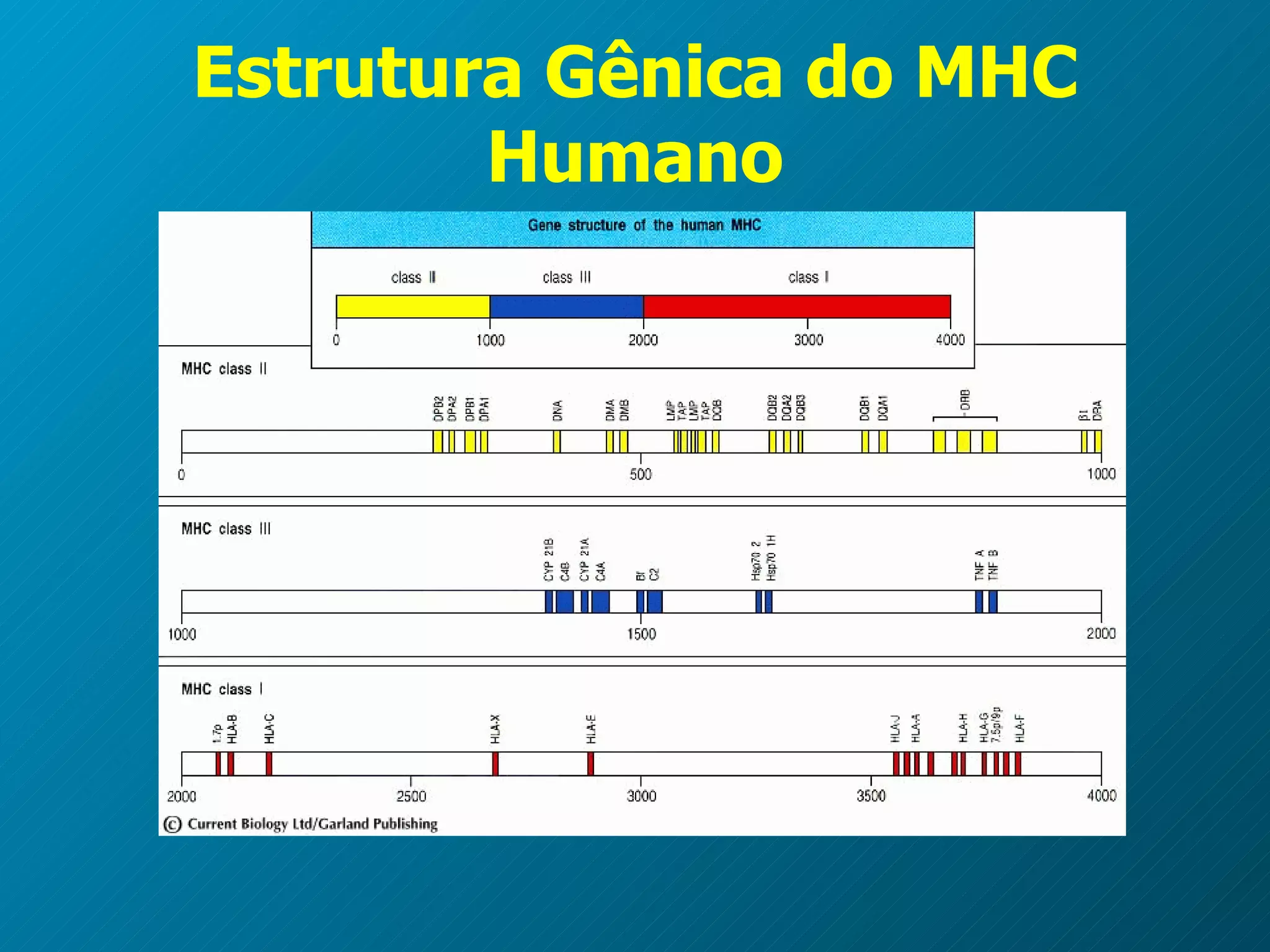 Estrutura Gênica do MHC Humano 
