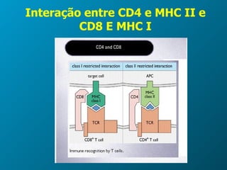 Interação entre CD4 e MHC II e CD8 E MHC I 