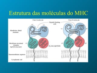 Estrutura das moléculas do MHC   