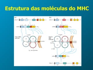 Estrutura das moléculas do MHC 