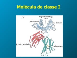Molécula de classe I 