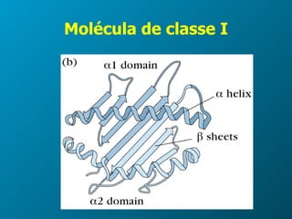 Molécula de classe I 