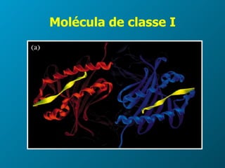 Molécula de classe I 