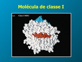 Molécula de classe I 