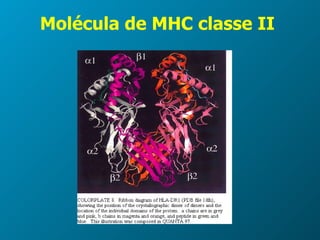 Molécula de MHC classe II 