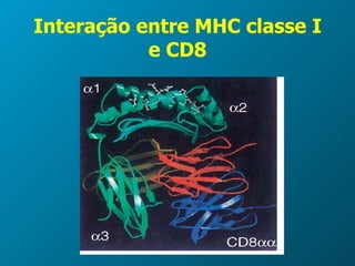 Interação entre MHC classe I e CD8 