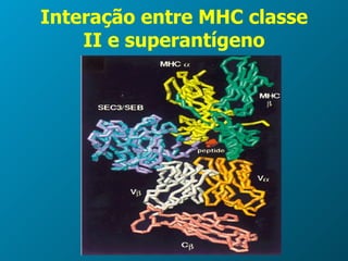 Interação entre MHC classe II e superantígeno 