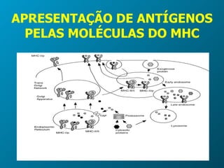 APRESENTAÇÃO DE ANTÍGENOS PELAS MOLÉCULAS DO MHC 