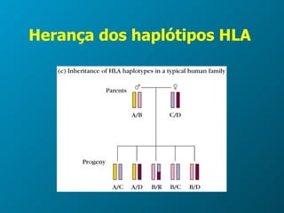 Herança dos haplótipos HLA  