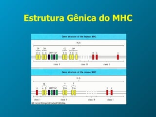 Estrutura Gênica do MHC 