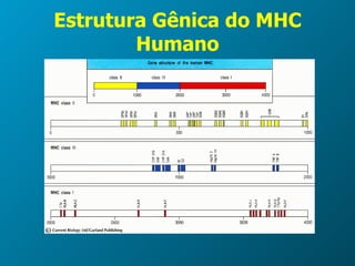 Estrutura Gênica do MHC Humano 