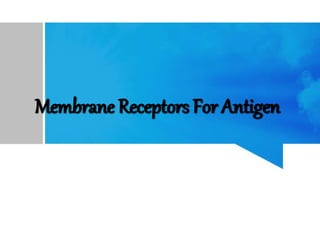 Membrane Receptors For Antigen
 