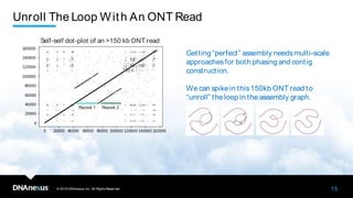 © 2019 DNAnexus, Inc. All Rights Reserved.
Unroll The Loop With An ONT Read
14
Getting “perfect” assembly needs multi-scale
approaches for both phasing and contig
construction.
We can spike in this 150kb ONT read to “unroll”
the loop in the assembly graph.
Self-self dot-plot of an >150 kb ONT read
Repeat 1 Repeat 2
© 2019 DNAnexus,Inc. All RightsReserved.
Unroll The Loop With An ONT Read
15
Getting “perfect” assembly needsmulti-scale
approachesfor both phasing and contig
construction.
We can spike in this150kb ONT read to
“unroll” the loop in the assembly graph.
Self-self dot-plot of an >150 kb ONT read
Repeat 1 Repeat 2
 