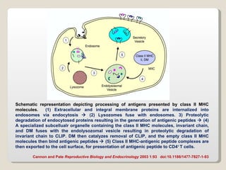 Mhc And Antigens | PPT | Genetics | Science