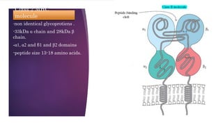 Class 2 MHC
molecule
-non identical glycoprotiens .
-33kDa α chain and 28kDa β
chain.
-α1, α2 and β1 and β2 domains
-peptide size 13-18 amino acids.
 