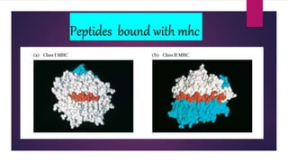 Peptides bound with mhc
 