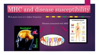 MHC and disease susceptibility
HLA genes occur at a higher frequency-
Diseases associated with MHC-
 