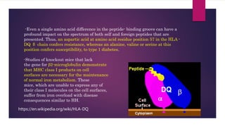 -Even a single amino acid difference in the peptide- binding groove can have a
profound impact on the spectrum of both self and foreign peptides that are
presented. Thus, an aspartic acid at amino acid residue position 57 in the HLA -
DQ β chain confers resistance, whereas an alanine, valine or serine at this
position confers susceptibility, to type 1 diabetes.
-Studies of knockout mice that lack
the gene for β2-microglobulin demonstrate
that MHC class I products on cell
surfaces are necessary for the maintenance
of normal iron metabolism. These
mice, which are unable to express any of
their class I molecules on the cell surfaces,
suffer from iron overload with disease
consequences similar to HH.
https://en.wikipedia.org/wiki/HLA-DQ
 